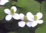 �ǂ�����