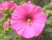 ���ė������u