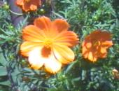 ���ԃR�X���X