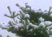 �ܗt���̐�