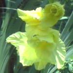 �����ɏҊ�