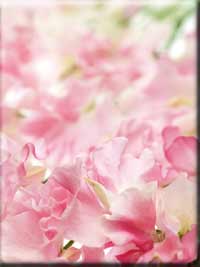 �r�����`�F�b�J�[�E�r��������E������֌W�Љ�